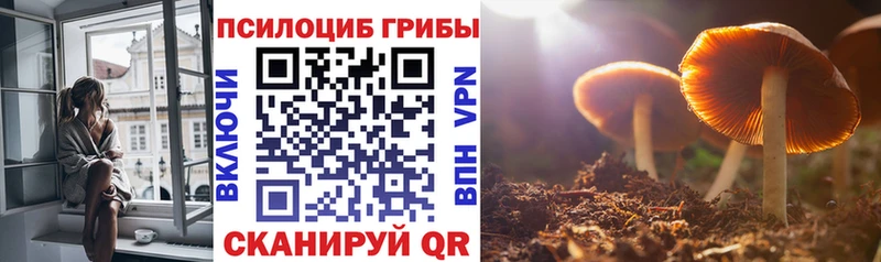 blacksprut   наркотики  Дыгулыбгей  Псилоцибиновые грибы Psilocybe 